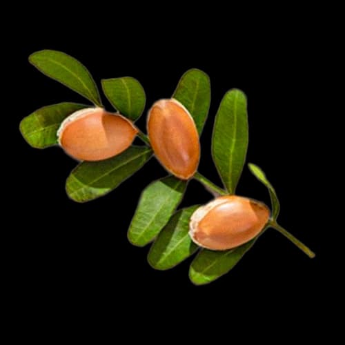 Argan Oil